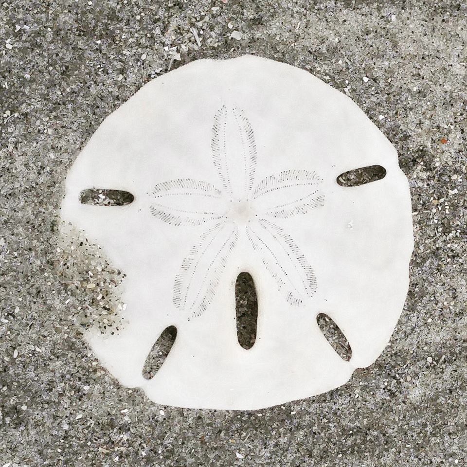 How to Find Sand Dollars in Myrtle Beach
