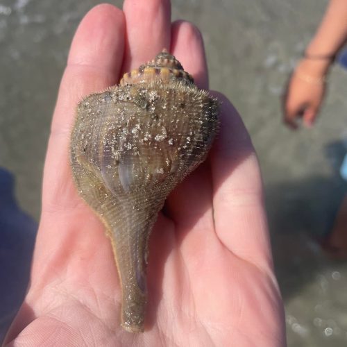 Finding Seashells & Shark’s Teeth Along Myrtle Beach