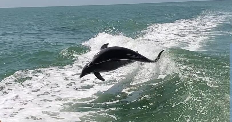 Myrtle Beach Dolphin Cruise